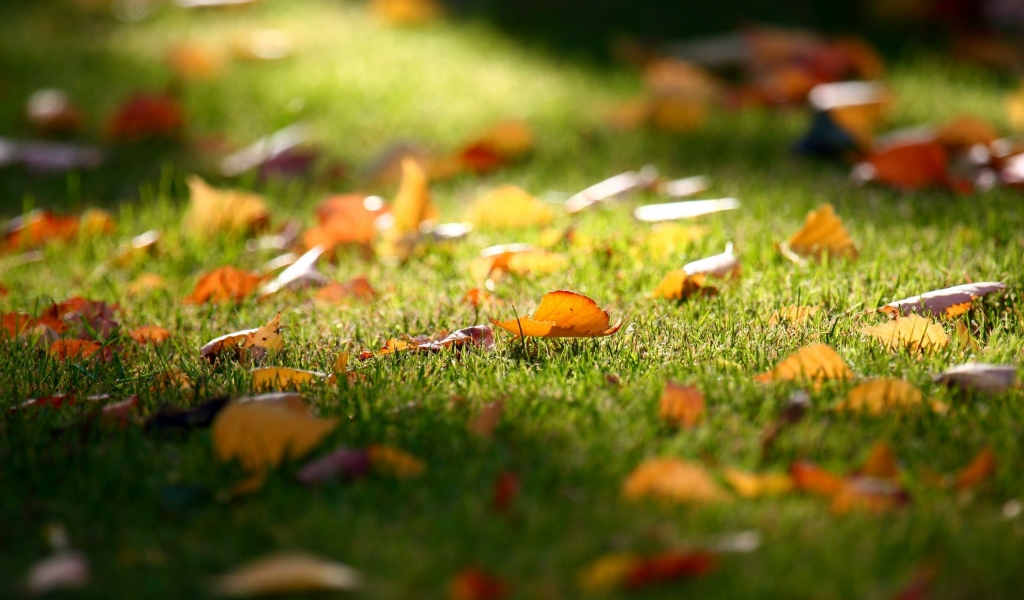 Carpet of Leaves for 1024 x 600 widescreen resolution