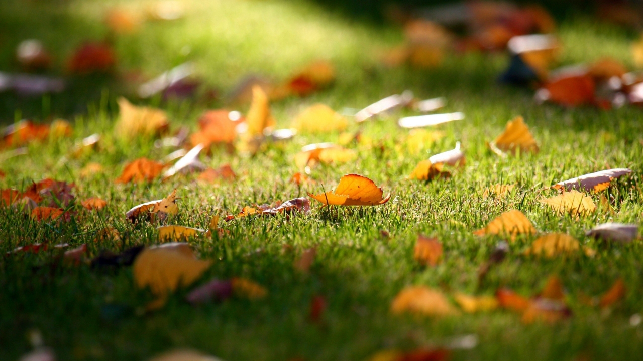 Carpet of Leaves for 1280 x 720 HDTV 720p resolution