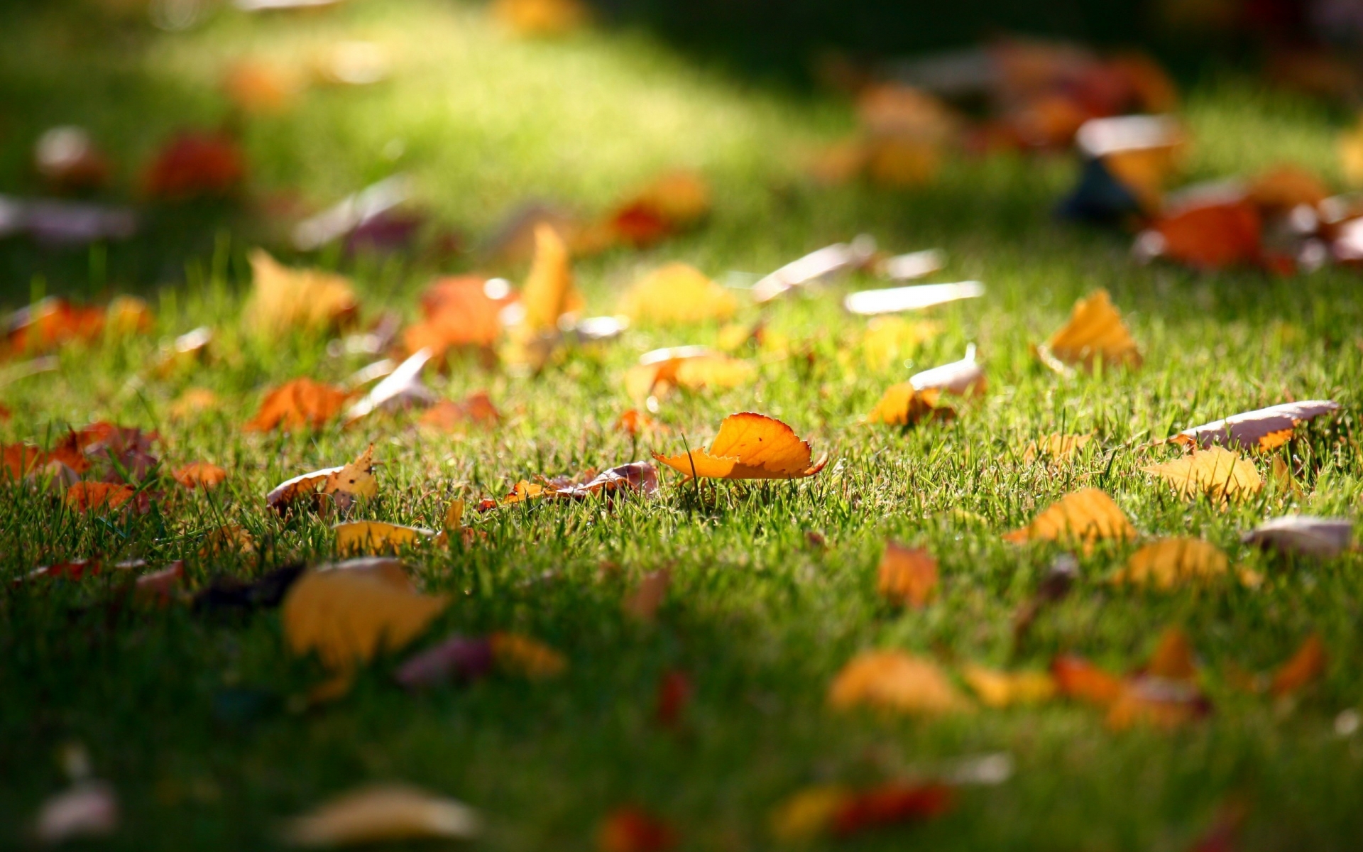 Carpet of Leaves for 1920 x 1200 widescreen resolution