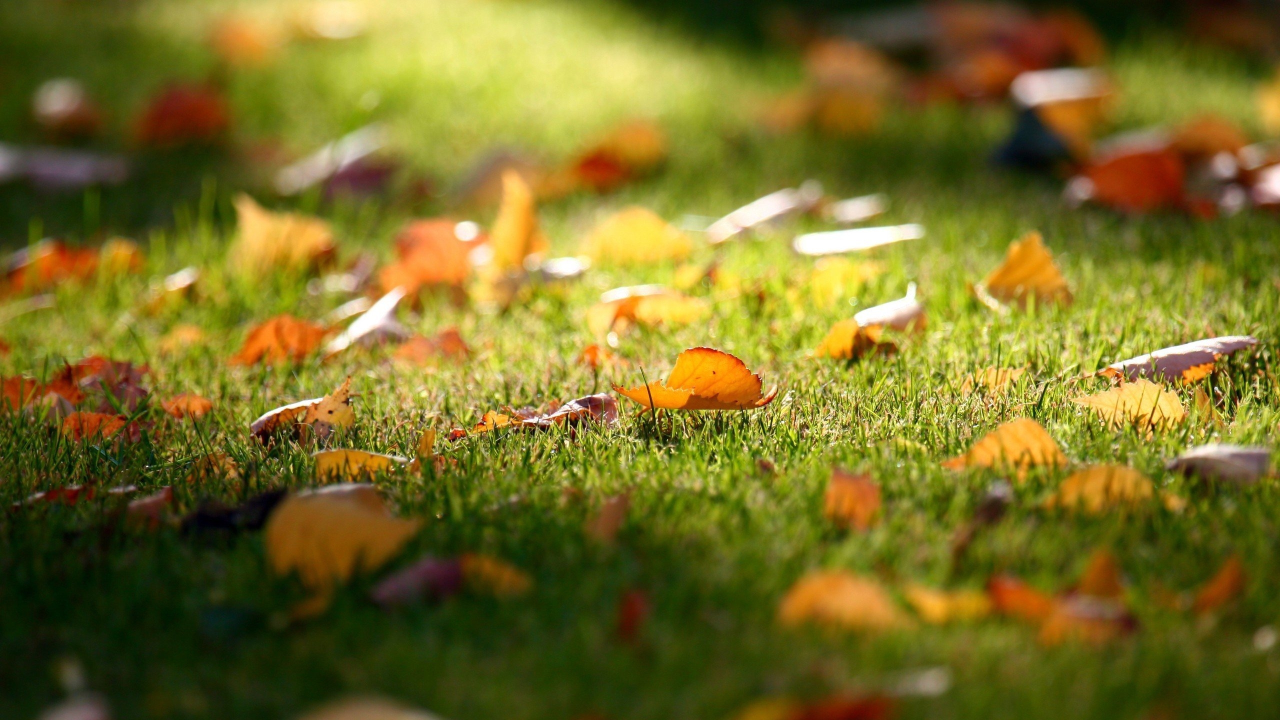 Carpet of Leaves for 2560x1440 HDTV resolution