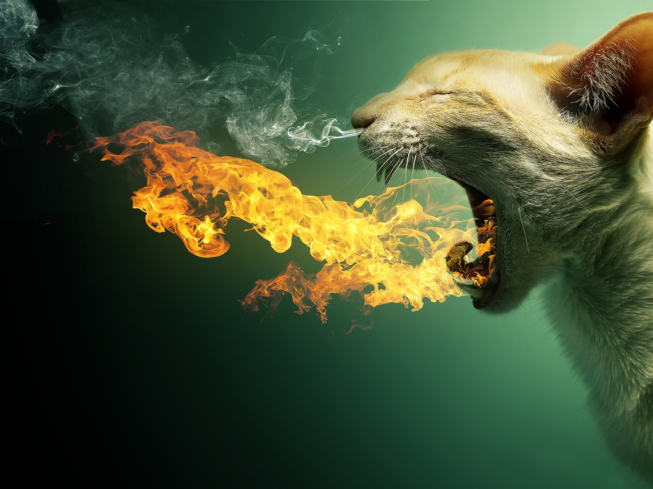 Cat in Fire for 1280 x 960 resolution