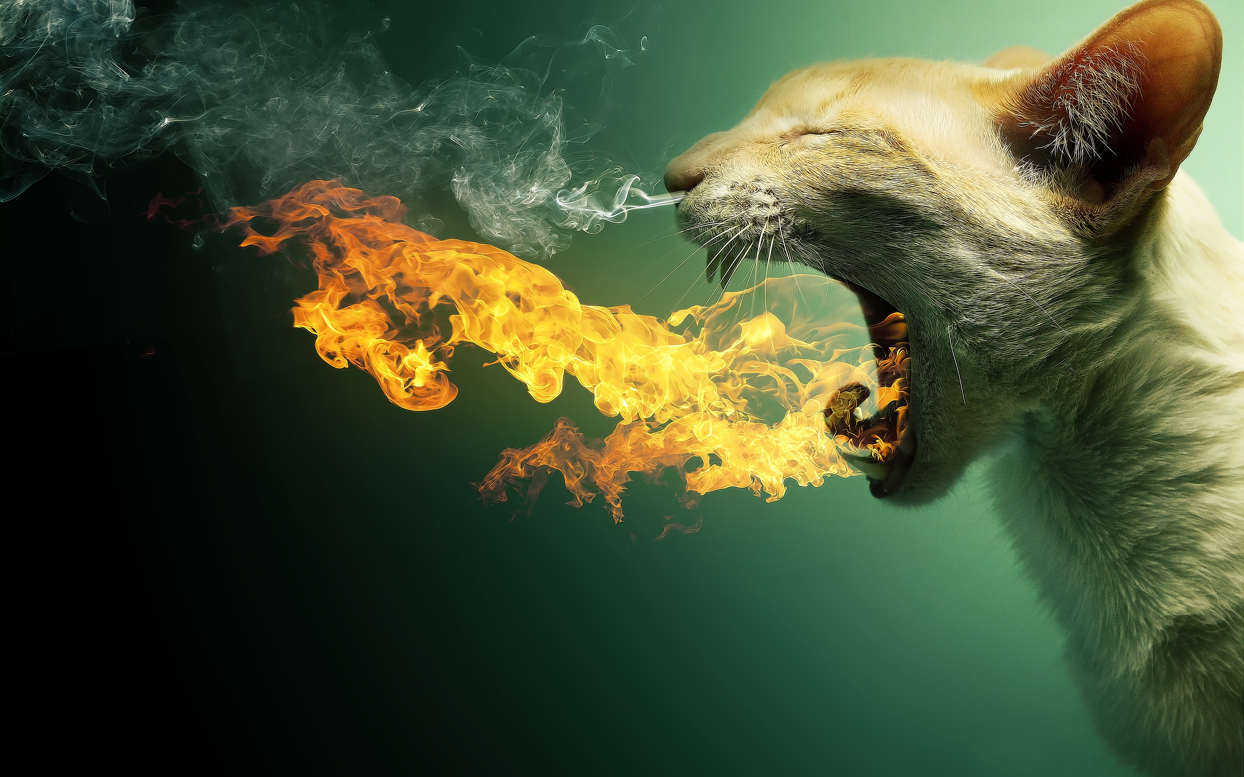 Cat in Fire for 2560 x 1600 widescreen resolution
