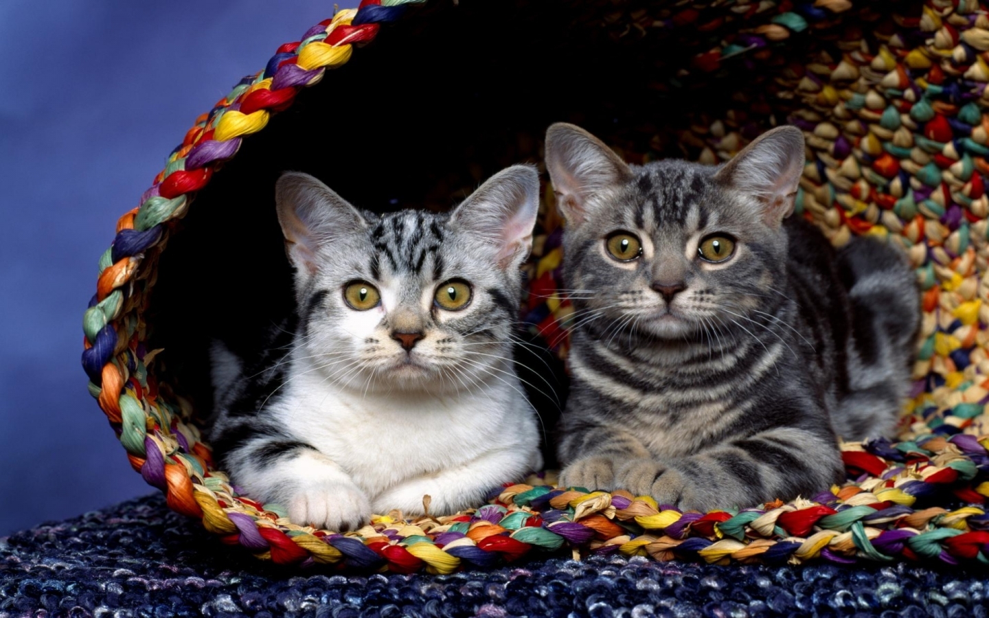 Cats in basket for 1440 x 900 widescreen resolution