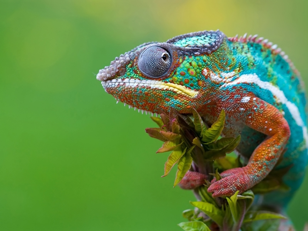 Chameleon Camouflage for 1024 x 768 resolution