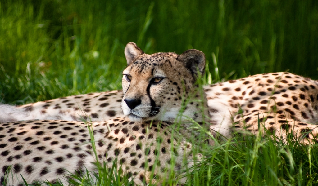 Cheetah Beauty for 1024 x 600 widescreen resolution