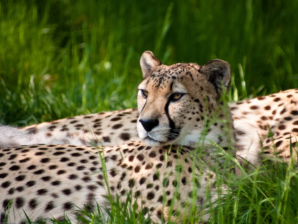 Cheetah Beauty for 1024 x 768 resolution