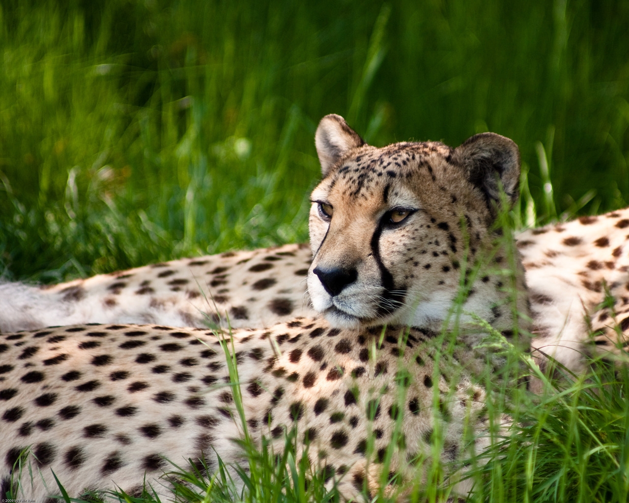 Cheetah Beauty for 1280 x 1024 resolution
