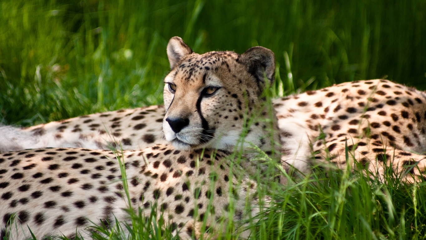 Cheetah Beauty for 1366 x 768 HDTV resolution