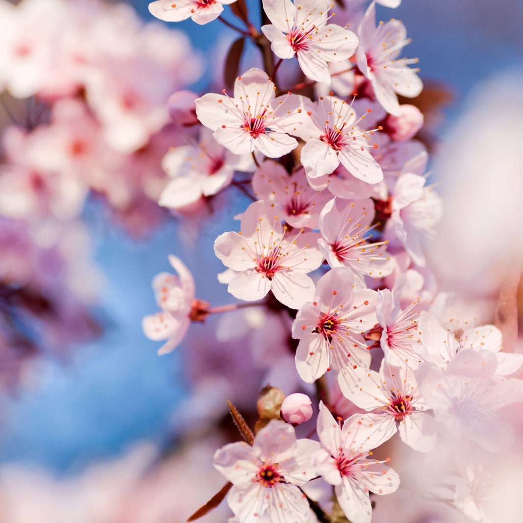 Cherry Blossoms for 1024 x 1024 iPad resolution