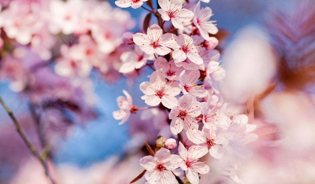 Cherry Blossoms for 1024 x 600 widescreen resolution