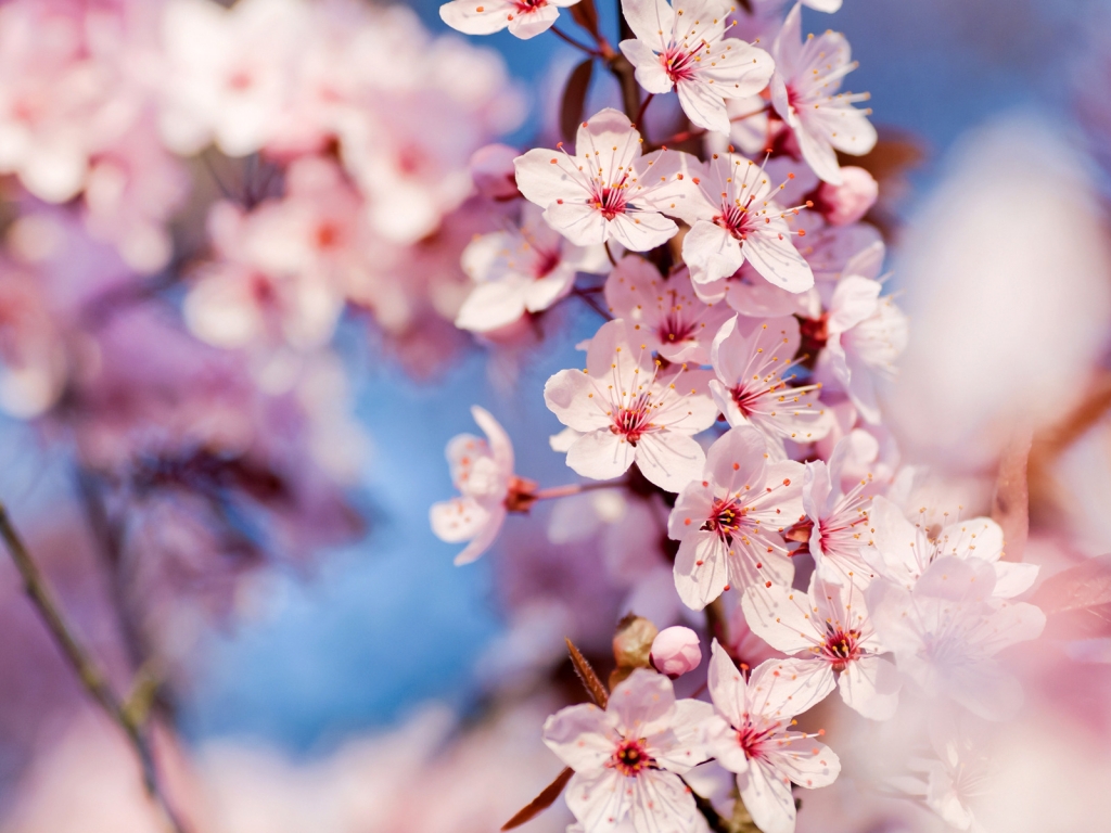 Cherry Blossoms for 1024 x 768 resolution