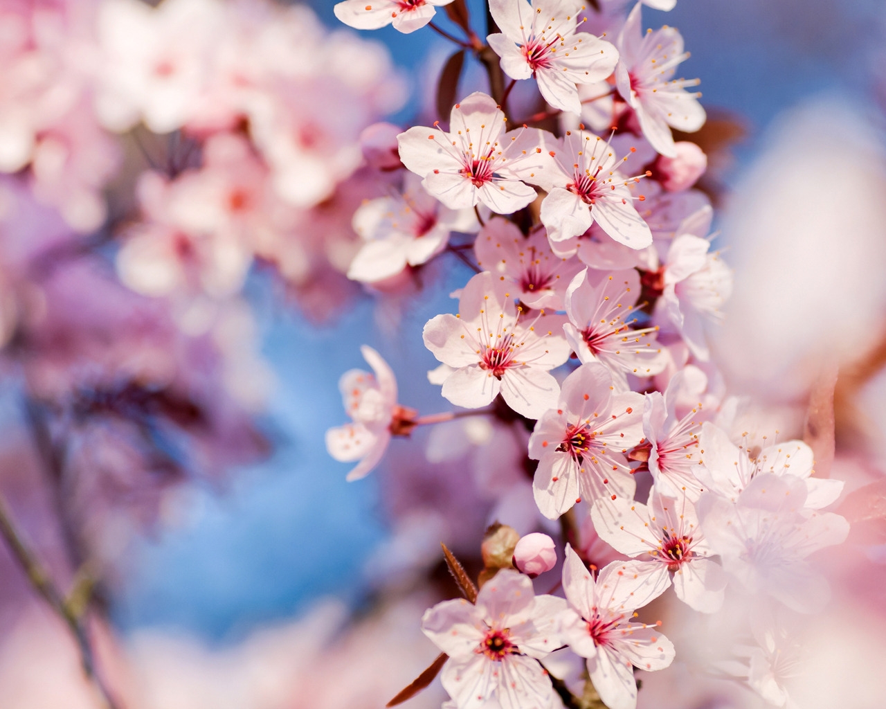 Cherry Blossoms for 1280 x 1024 resolution