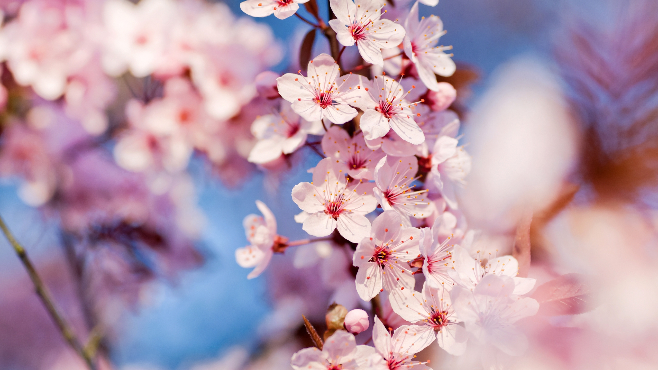 Cherry Blossoms for 2560x1440 HDTV resolution