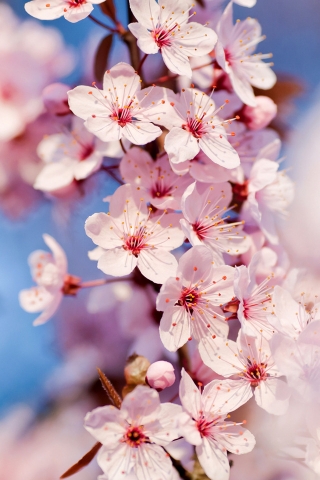 Cherry Blossoms for 320 x 480 iPhone resolution
