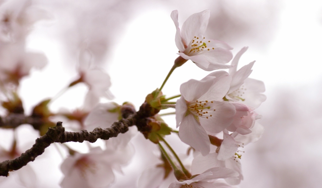 Cherry Flowers for 1024 x 600 widescreen resolution