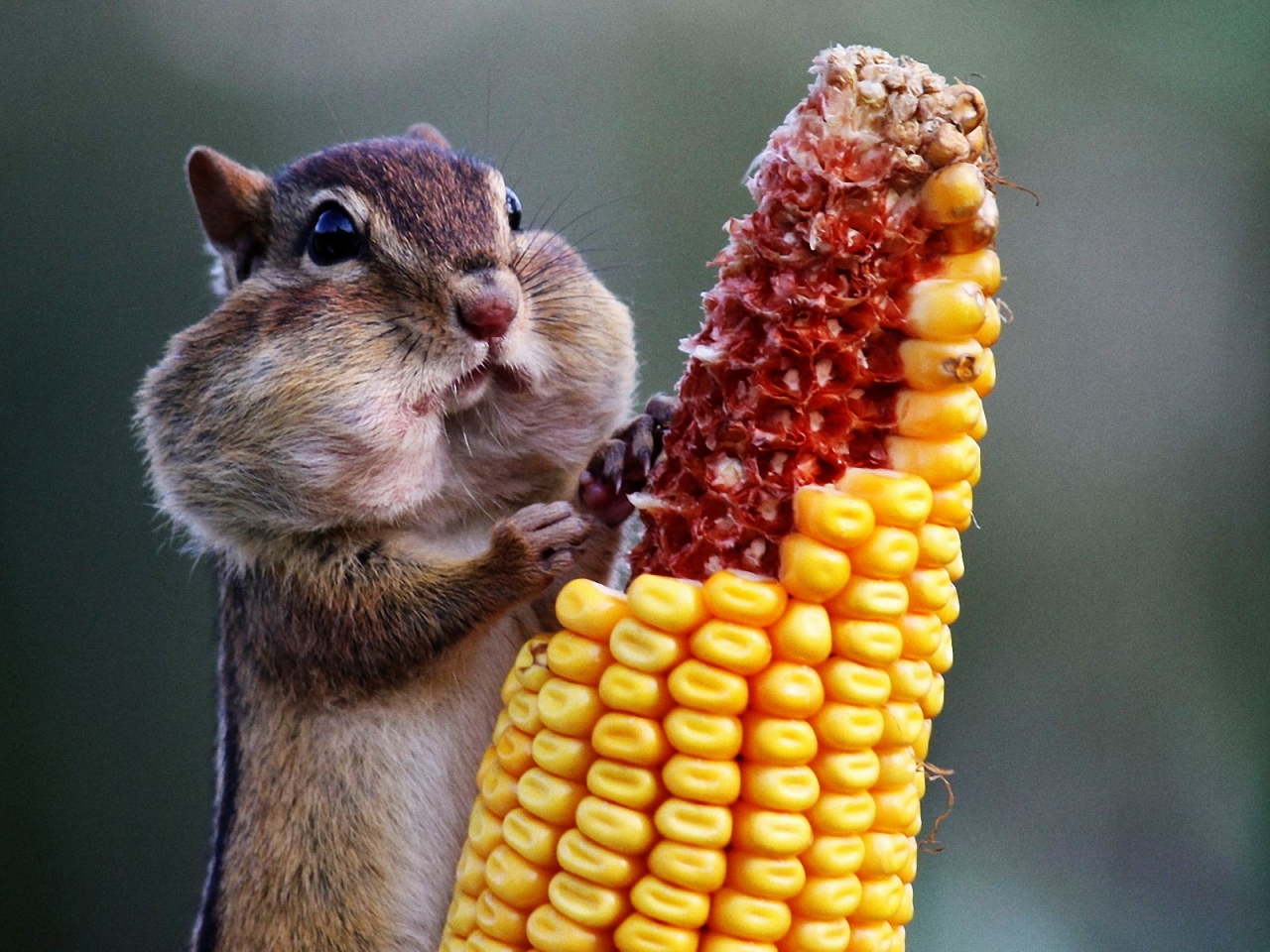 Chipmunk Eating Corn for 1280 x 960 resolution