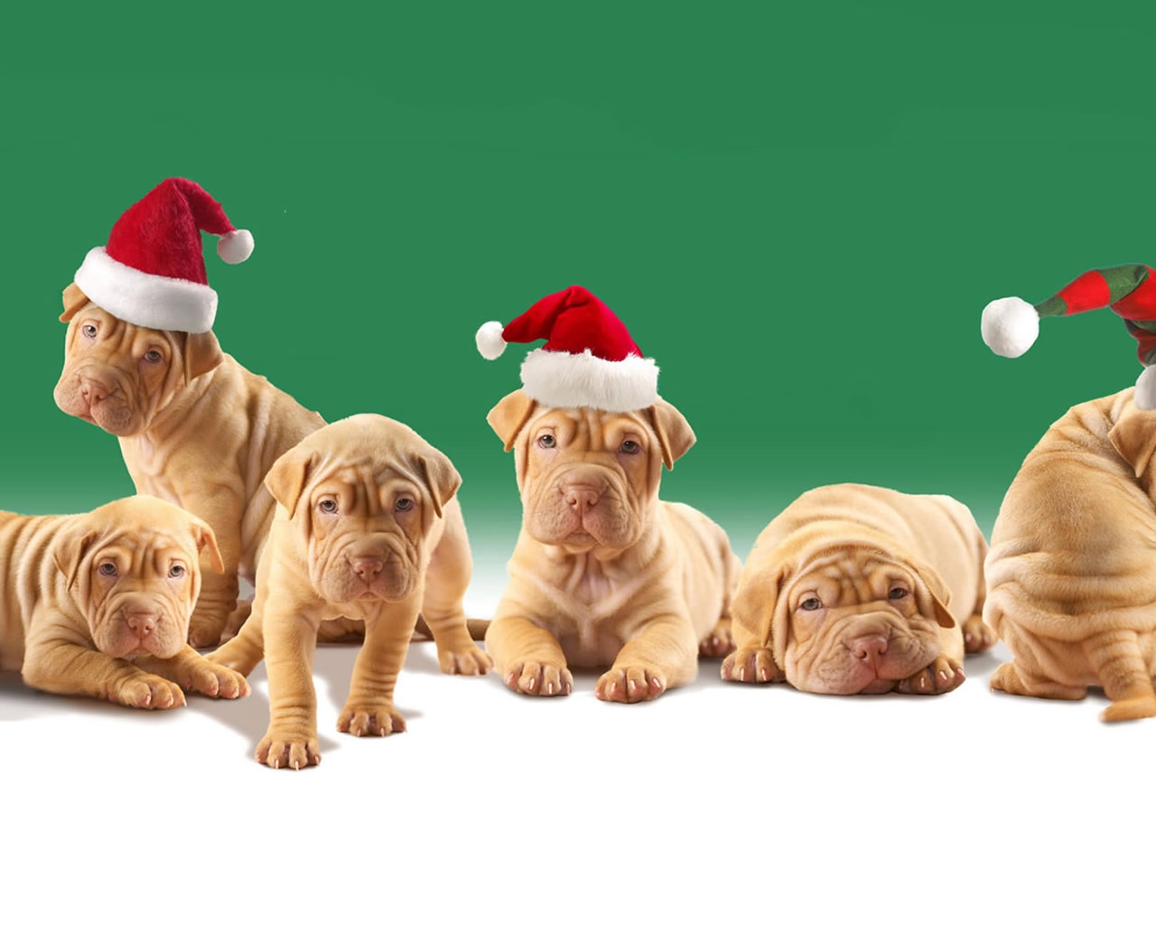 Christmas Puppies for 1280 x 1024 resolution