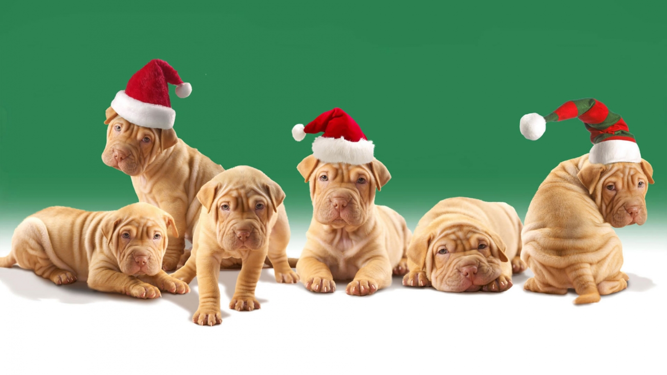 Christmas Puppies for 1366 x 768 HDTV resolution
