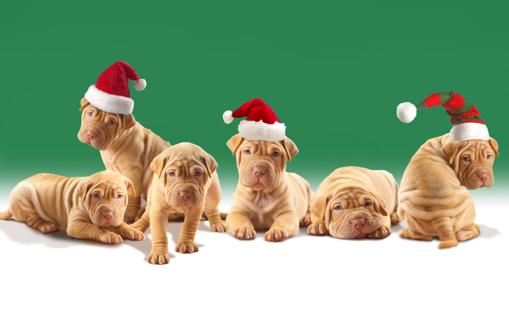 Christmas Puppies for 1680 x 1050 widescreen resolution