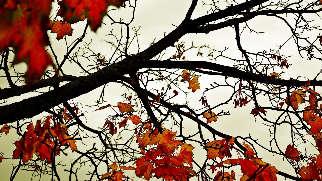 Colours of Fall for 1280 x 720 HDTV 720p resolution