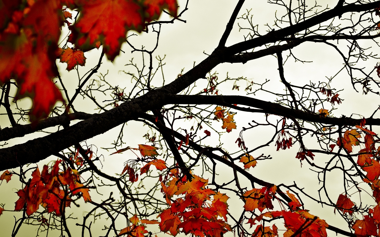 Colours of Fall for 1280 x 800 widescreen resolution
