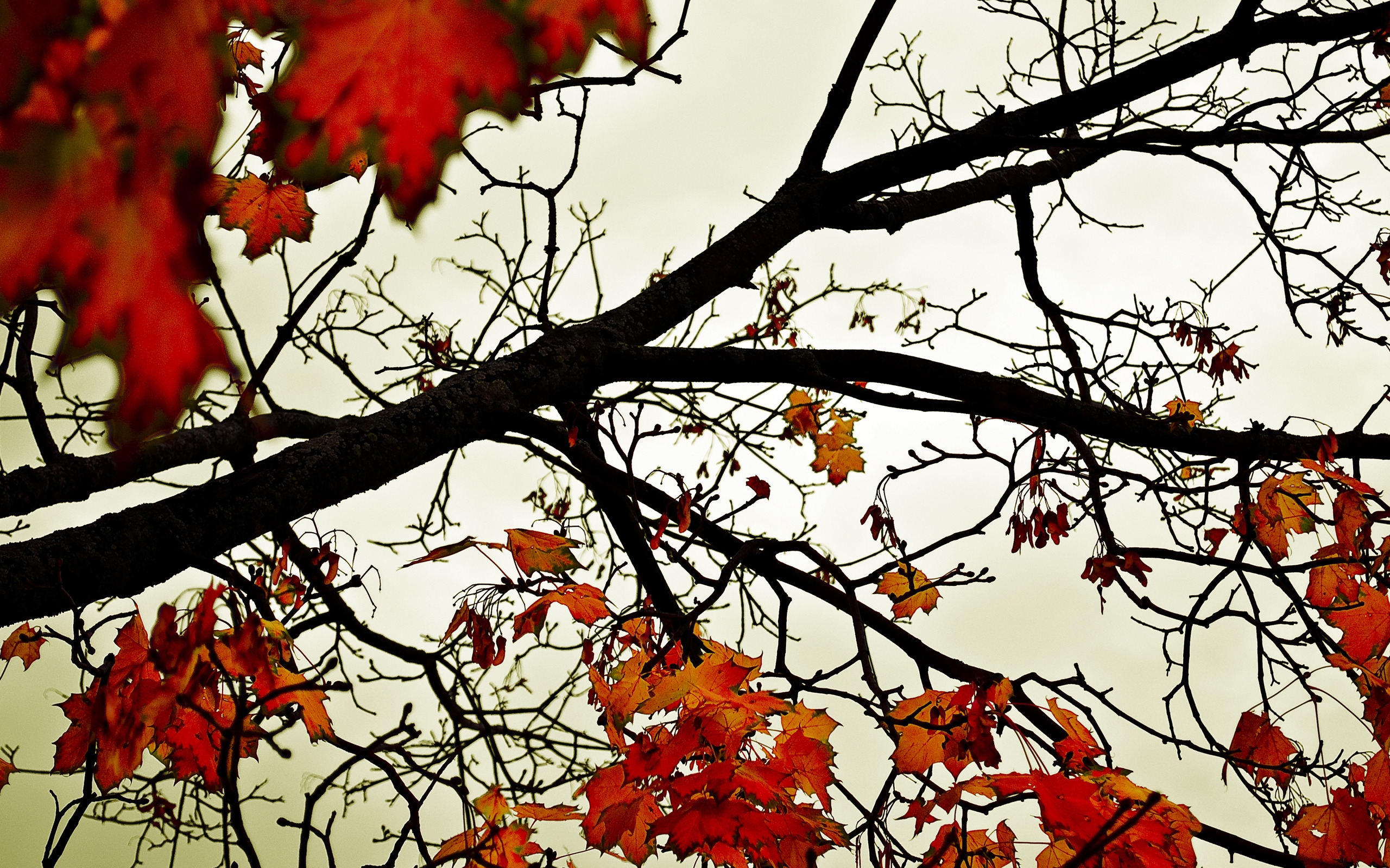 Colours of Fall for 2560 x 1600 widescreen resolution