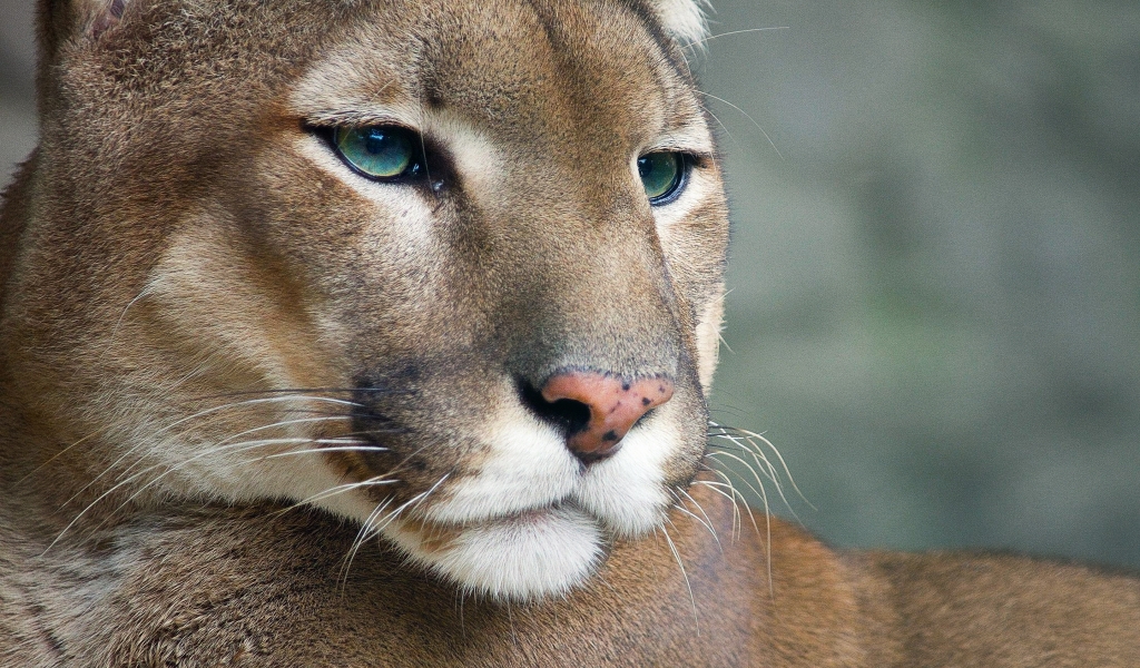 Cougar for 1024 x 600 widescreen resolution