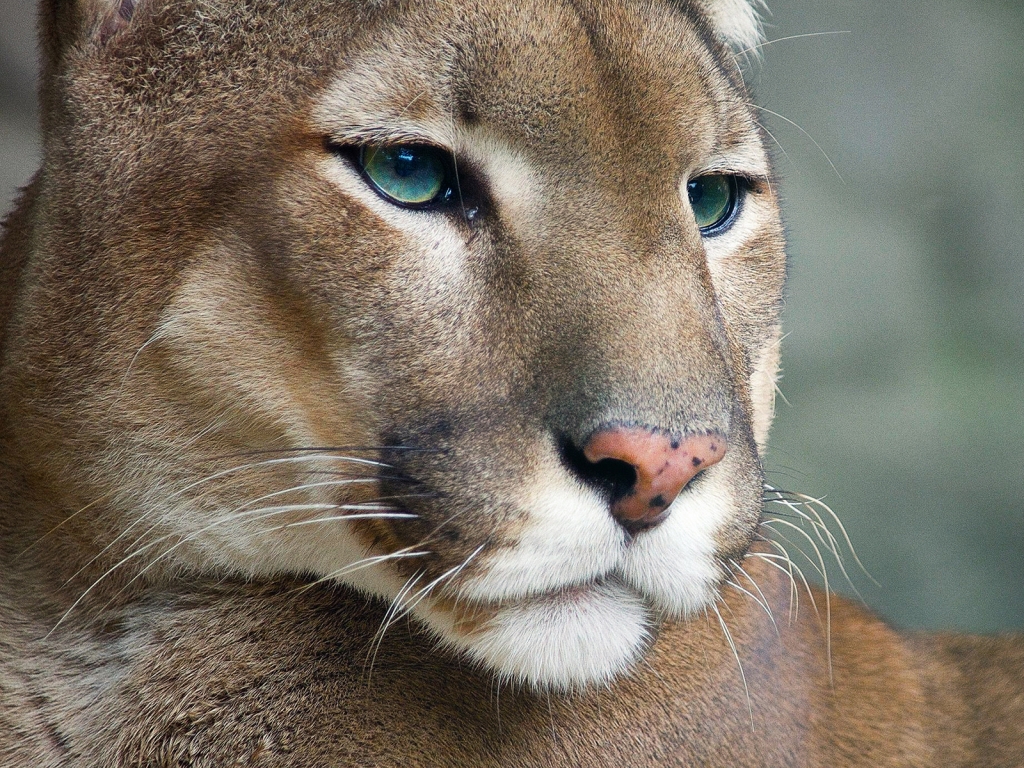 Cougar for 1024 x 768 resolution