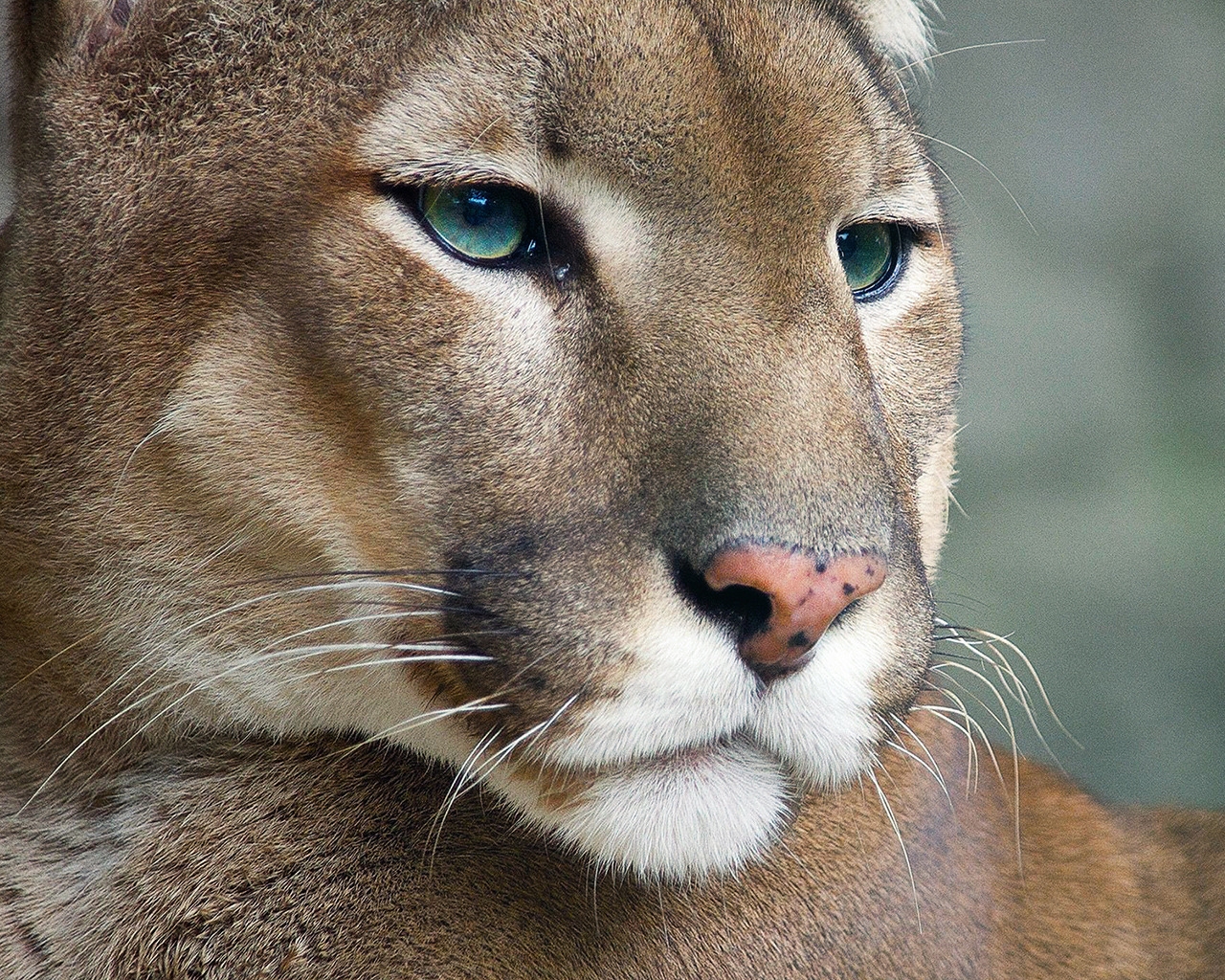 Cougar for 1280 x 1024 resolution