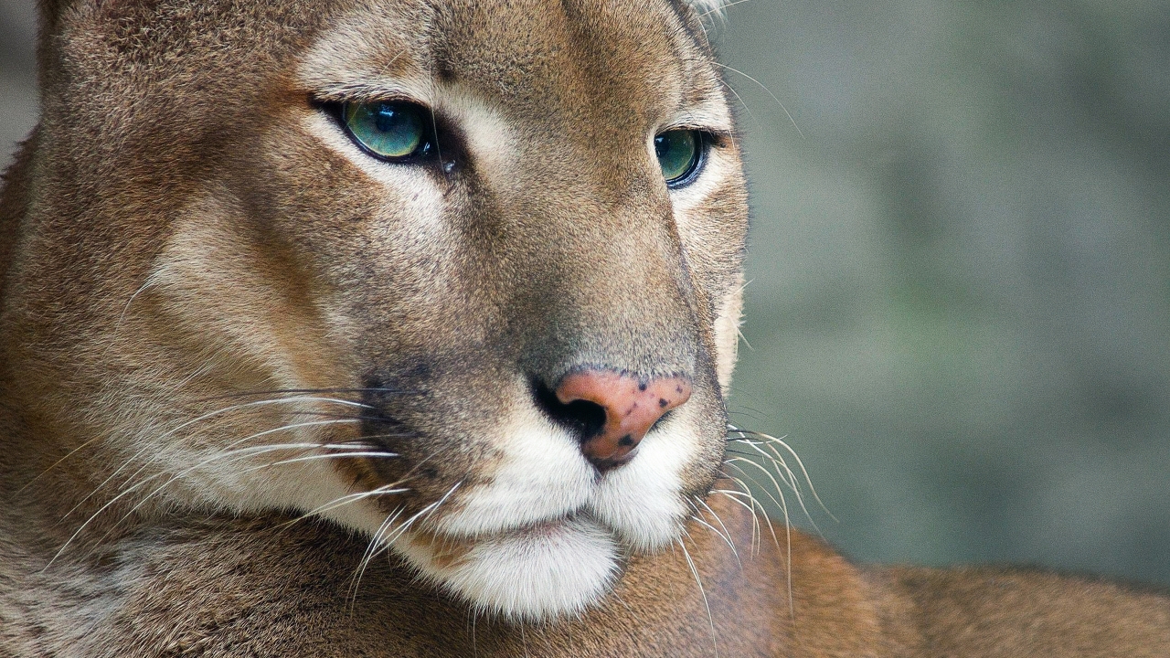 Cougar for 1280 x 720 HDTV 720p resolution