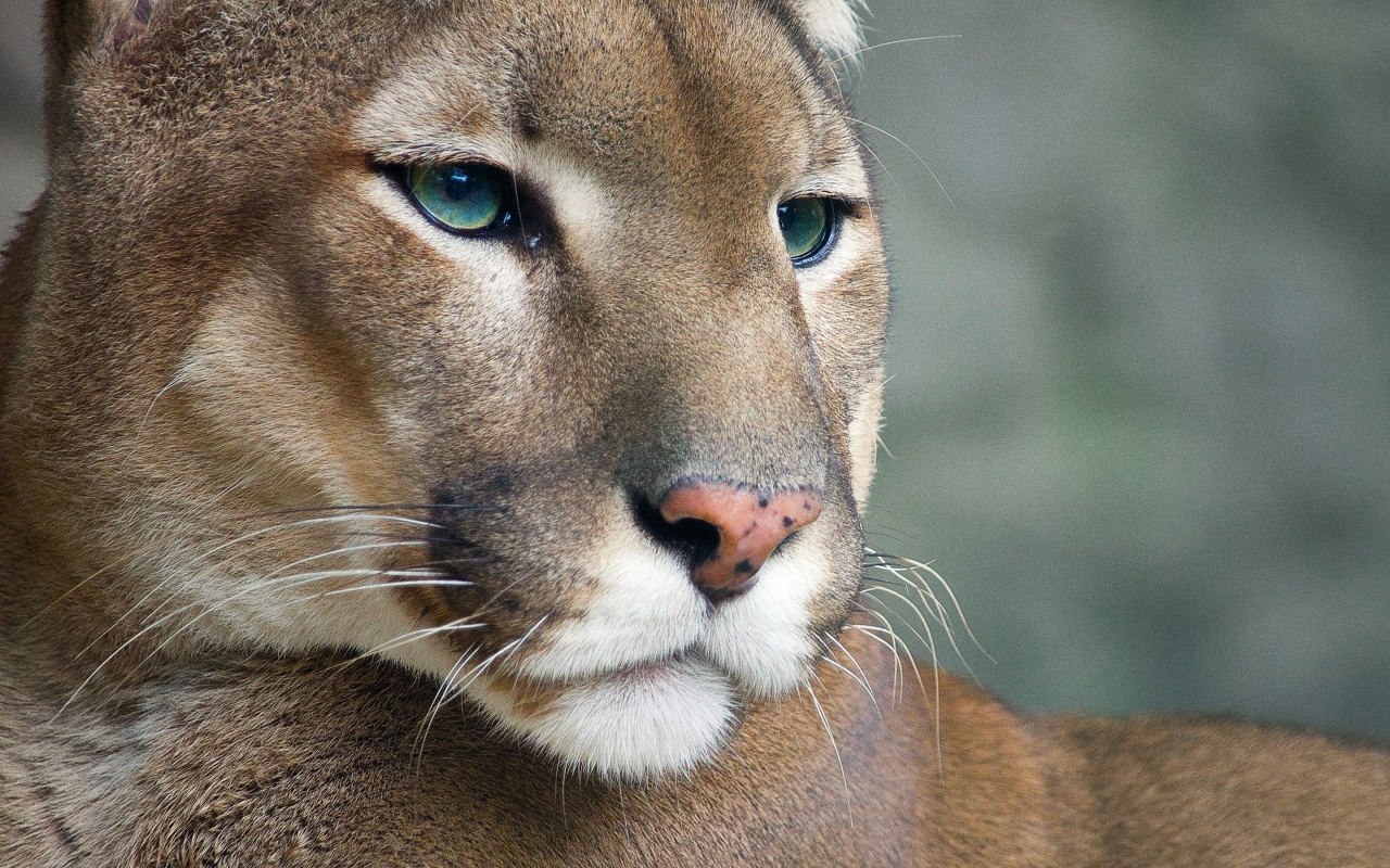 Cougar for 1280 x 800 widescreen resolution