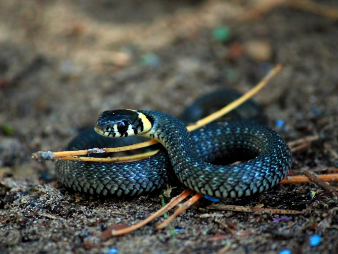 Curious Snake for 1152 x 864 resolution