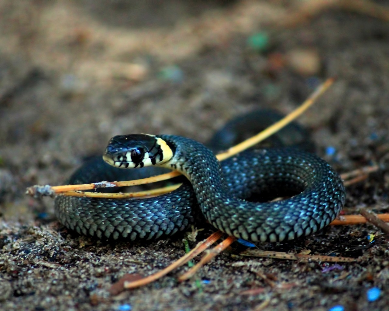 Curious Snake for 1280 x 1024 resolution