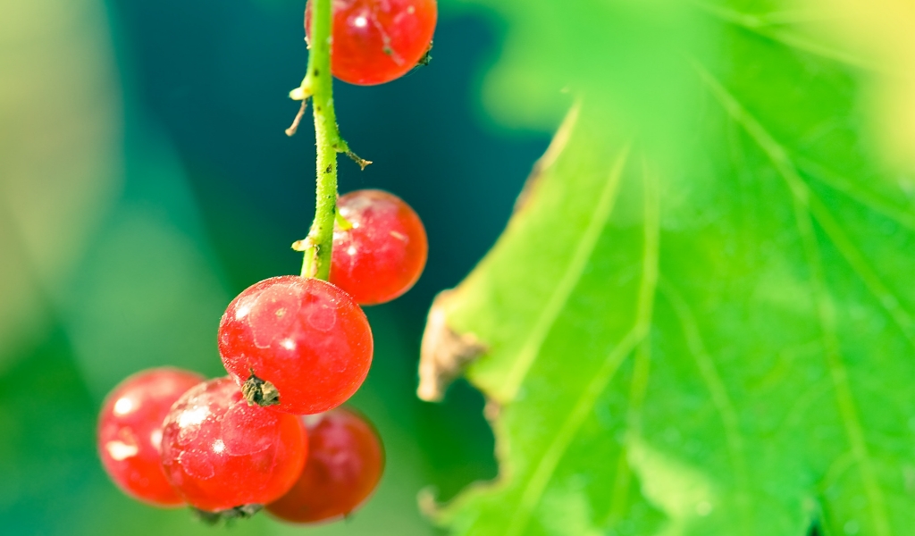 Currant branch for 1024 x 600 widescreen resolution