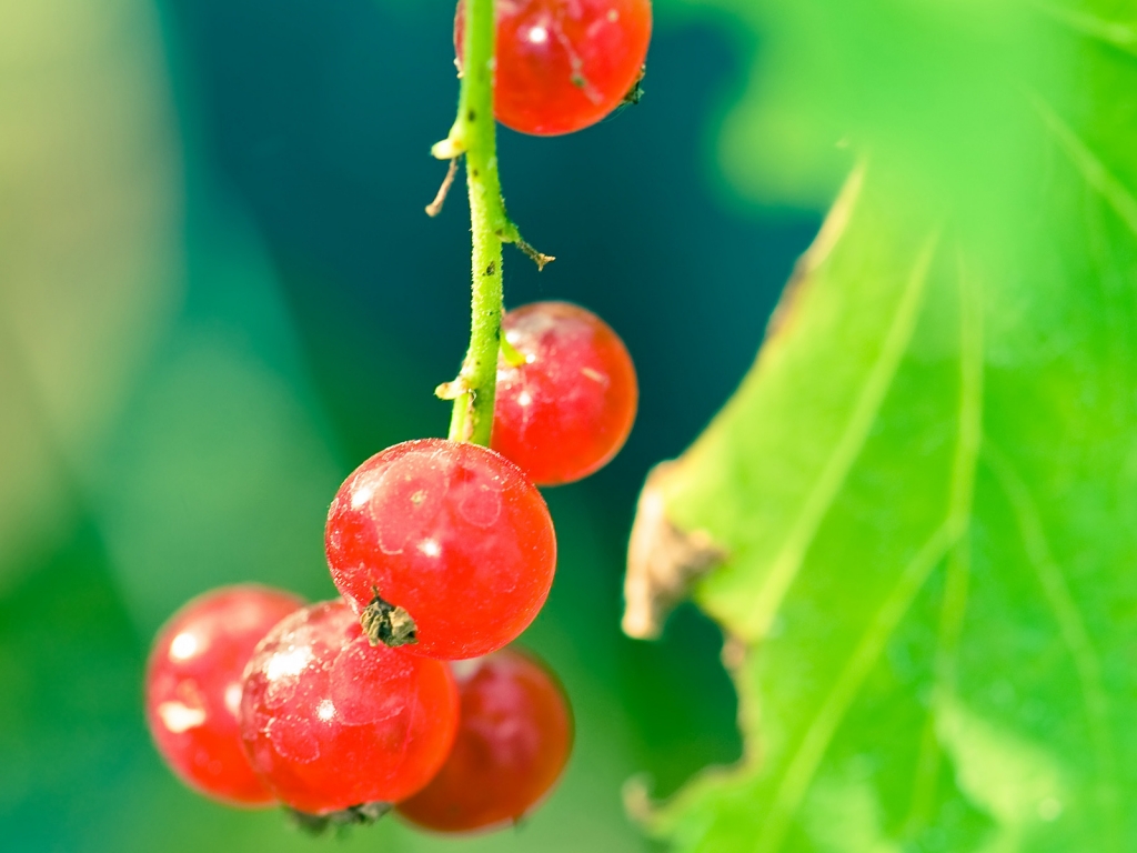 Currant branch for 1024 x 768 resolution