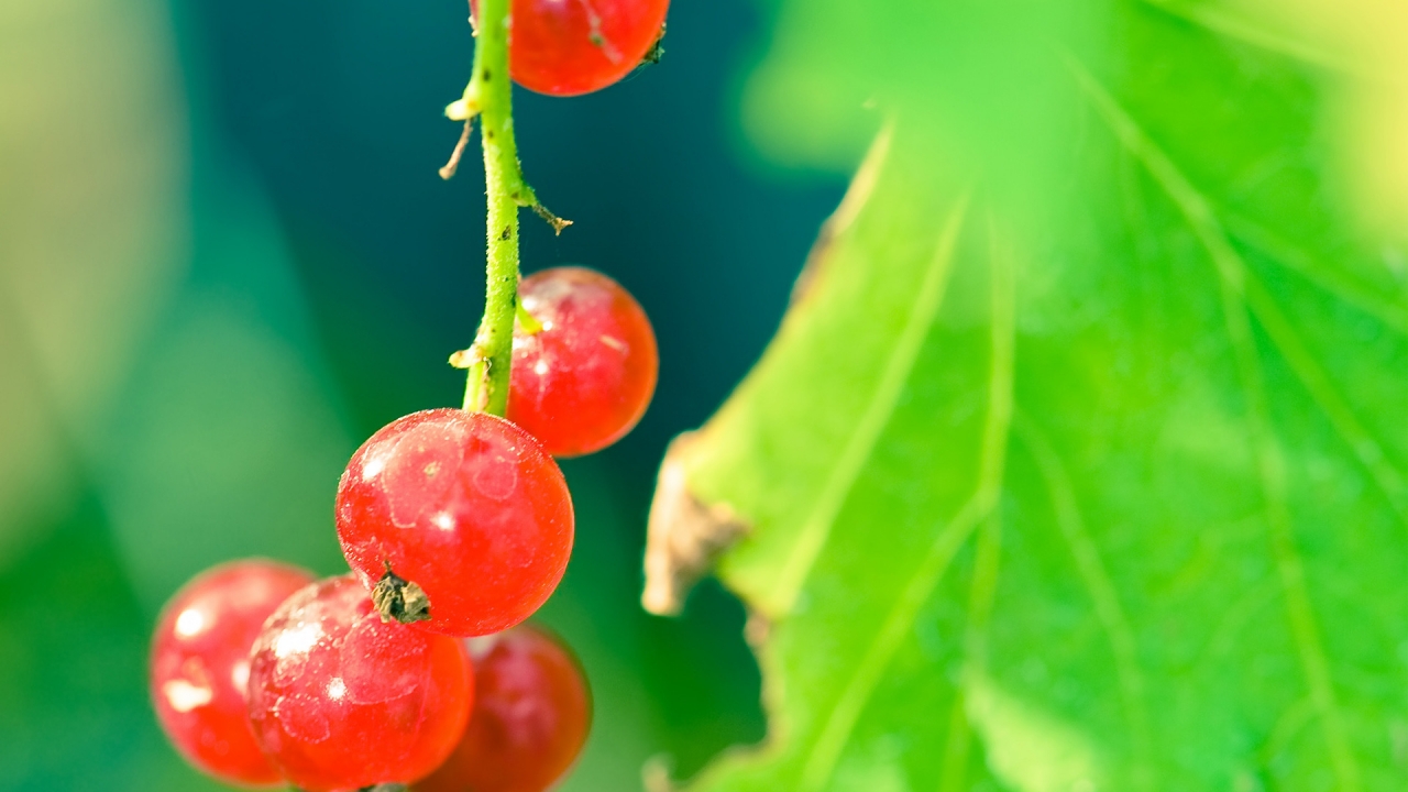 Currant branch for 1280 x 720 HDTV 720p resolution
