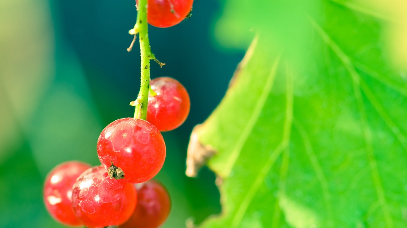 Currant branch for 1366 x 768 HDTV resolution
