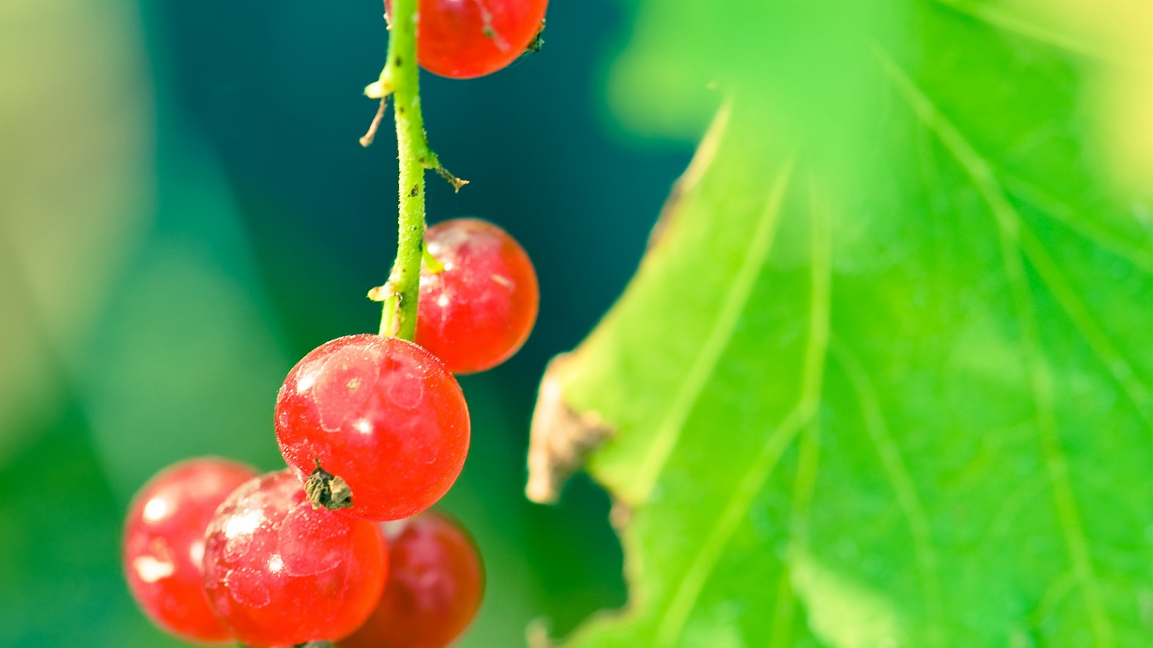 Currant branch for 1680 x 945 HDTV resolution