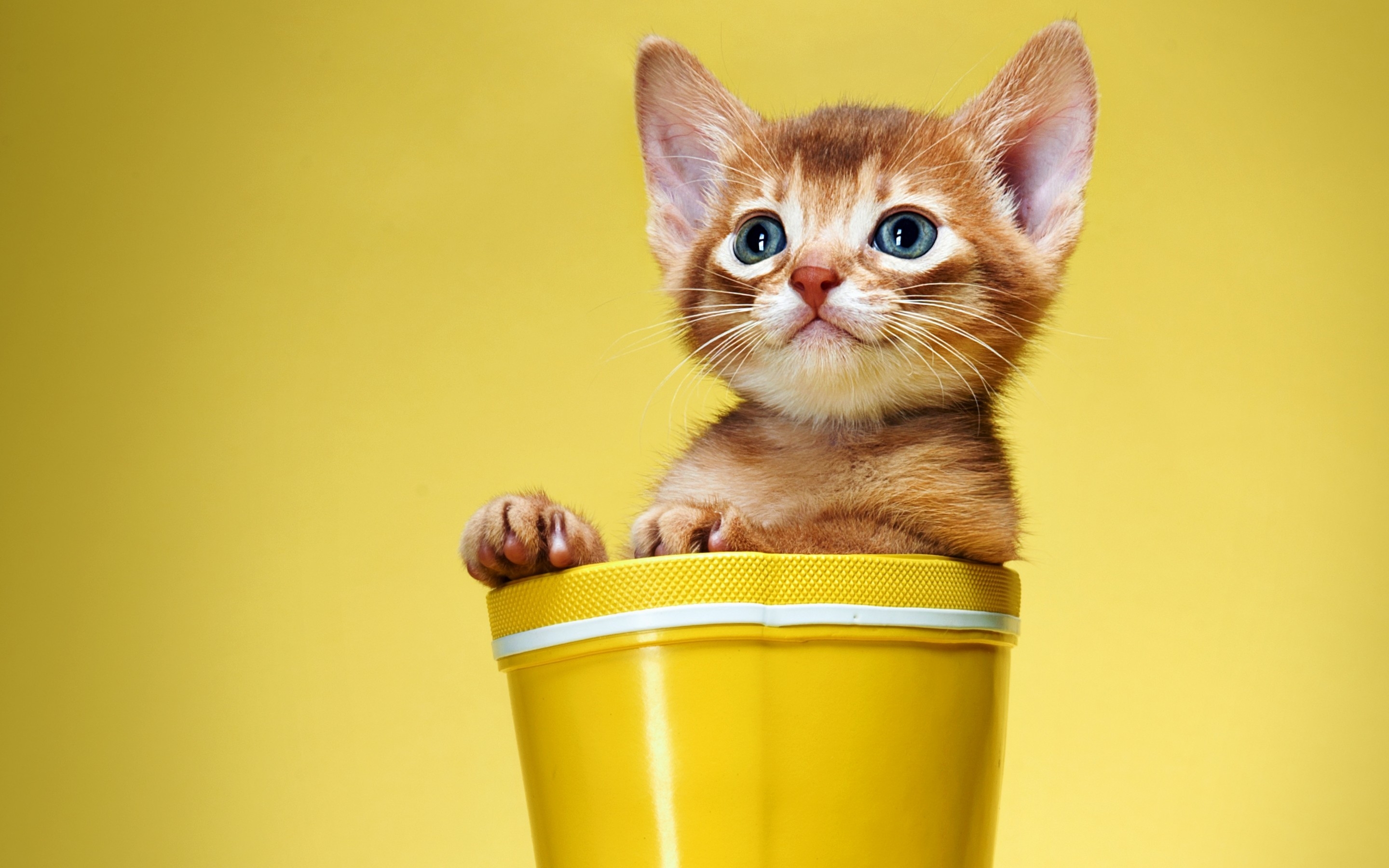 Cute and Sweet Kitty for 2880 x 1800 Retina Display resolution