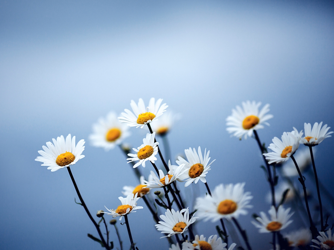 Cute Daises Flowers for 1280 x 960 resolution
