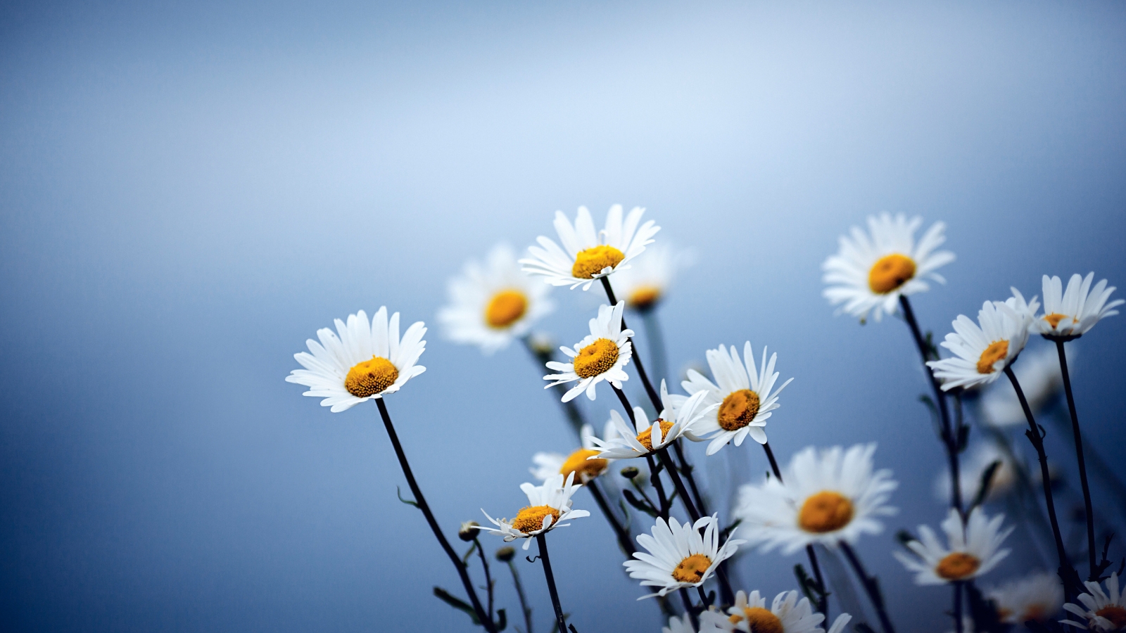 Cute Daises Flowers for 1600 x 900 HDTV resolution