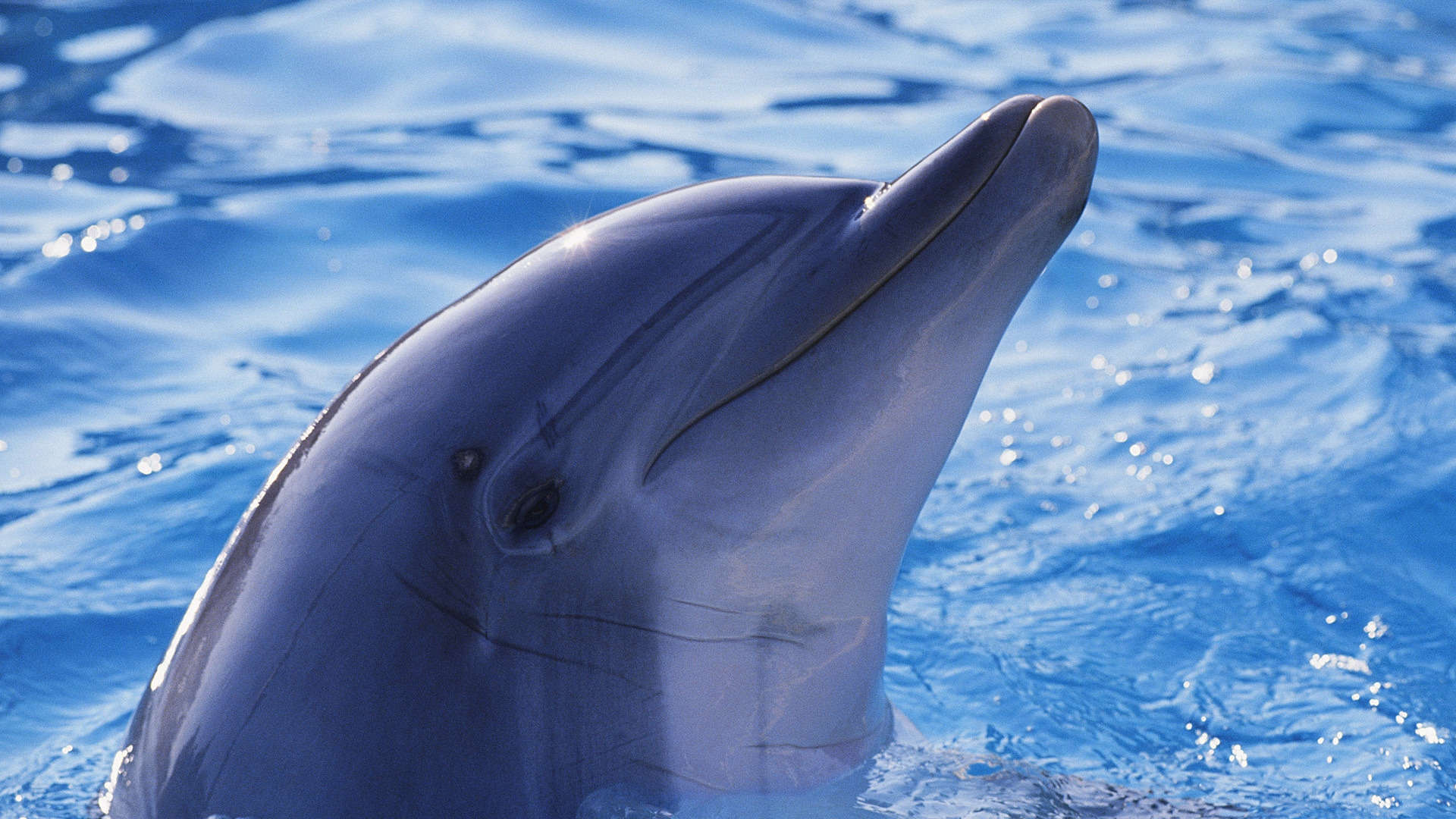 Cute Dolphin for 1920 x 1080 HDTV 1080p resolution