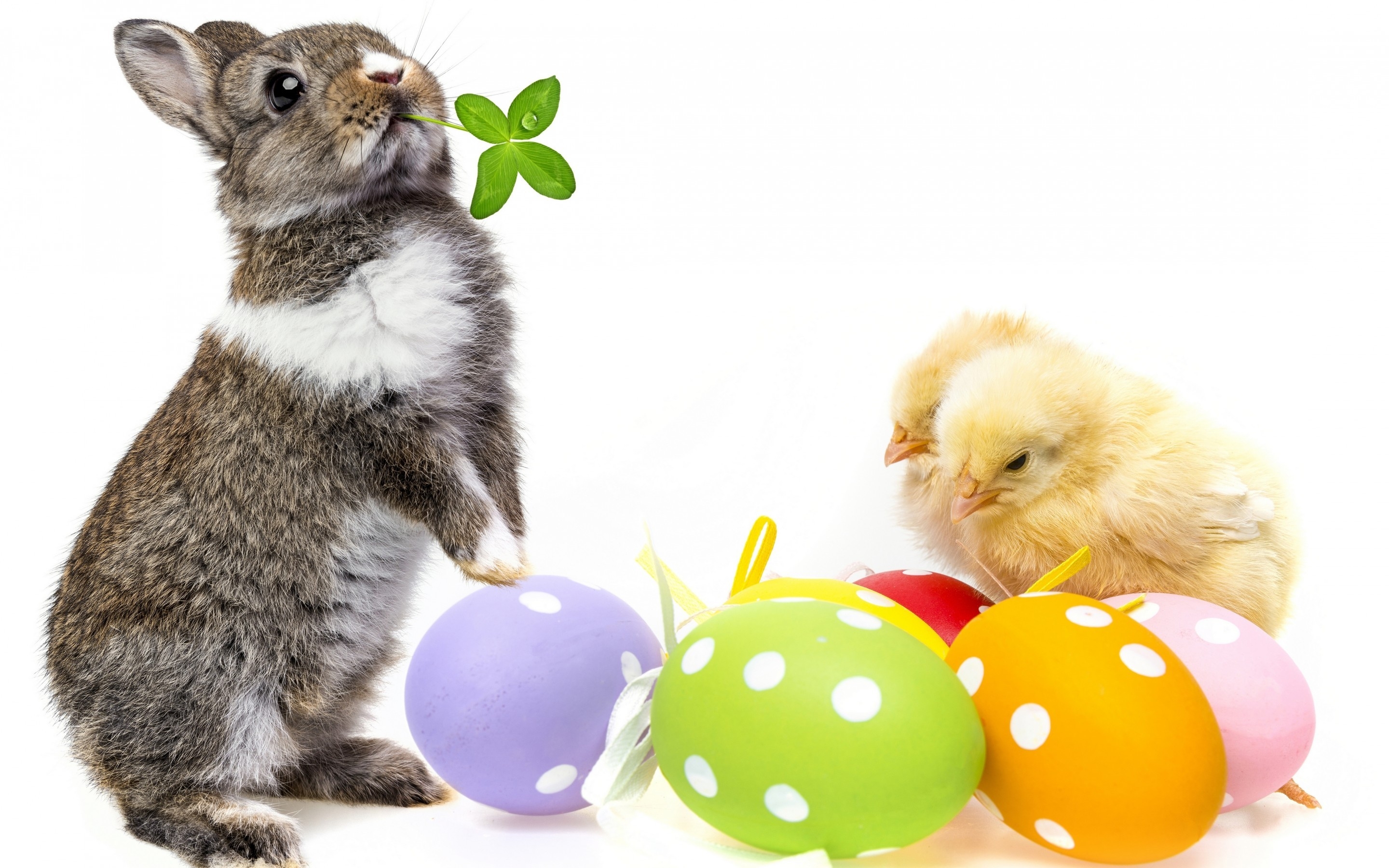 Cute Easter Bunny for 2880 x 1800 Retina Display resolution