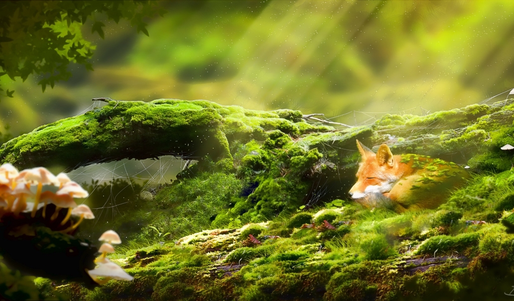 Cute Foxy Relaxing for 1024 x 600 widescreen resolution