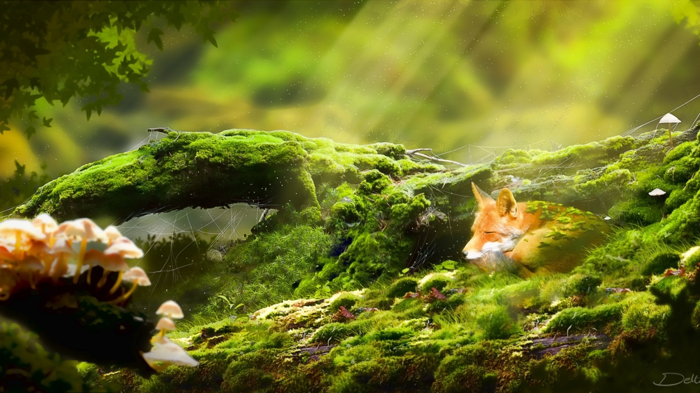 Cute Foxy Relaxing for 1366 x 768 HDTV resolution