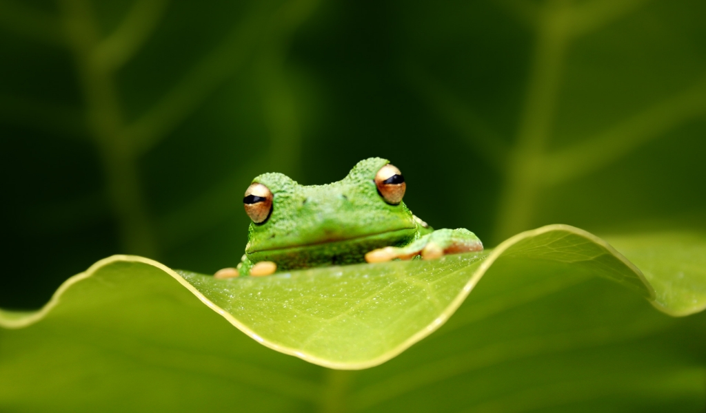 Cute Green Frog for 1024 x 600 widescreen resolution