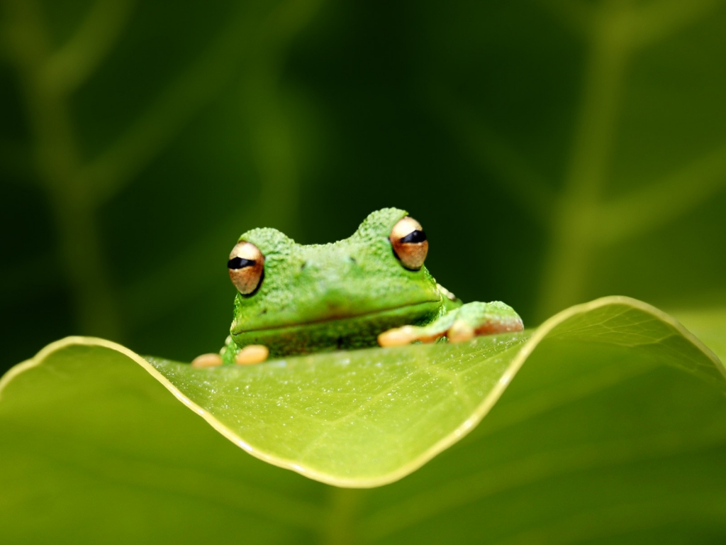 Cute Green Frog for 1024 x 768 resolution