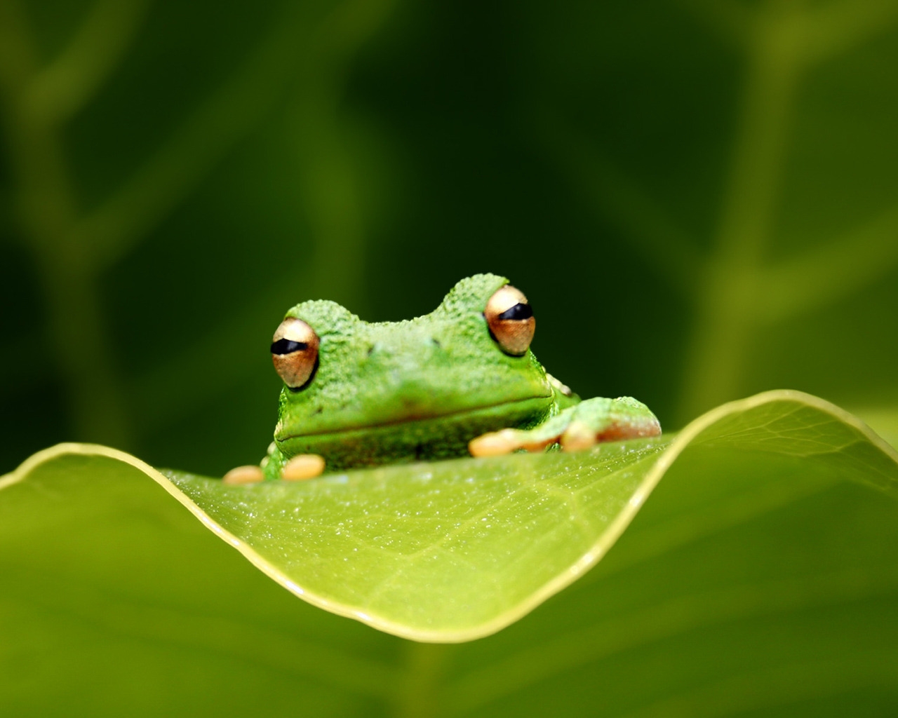 Cute Green Frog for 1280 x 1024 resolution