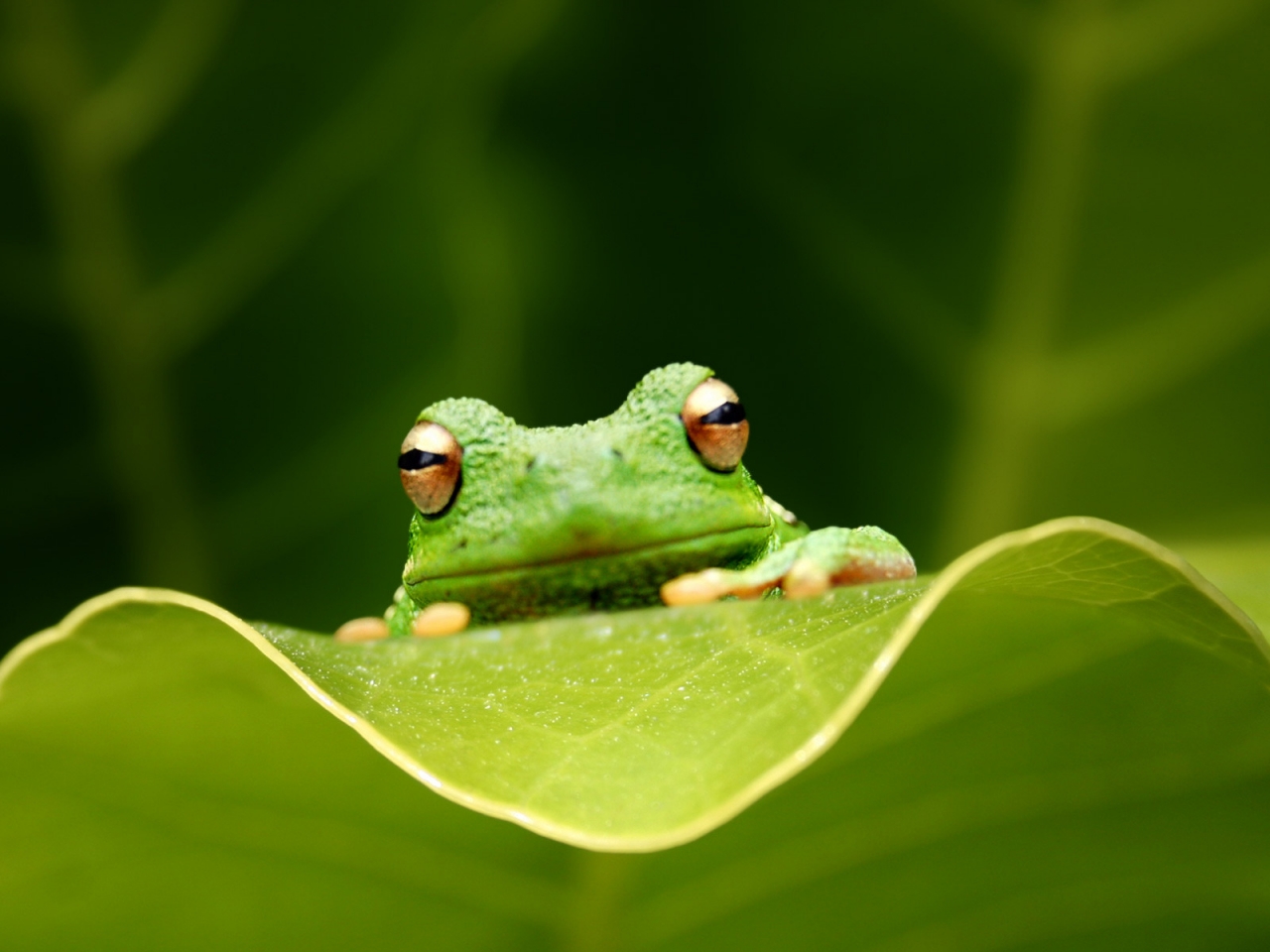 Cute Green Frog for 1280 x 960 resolution