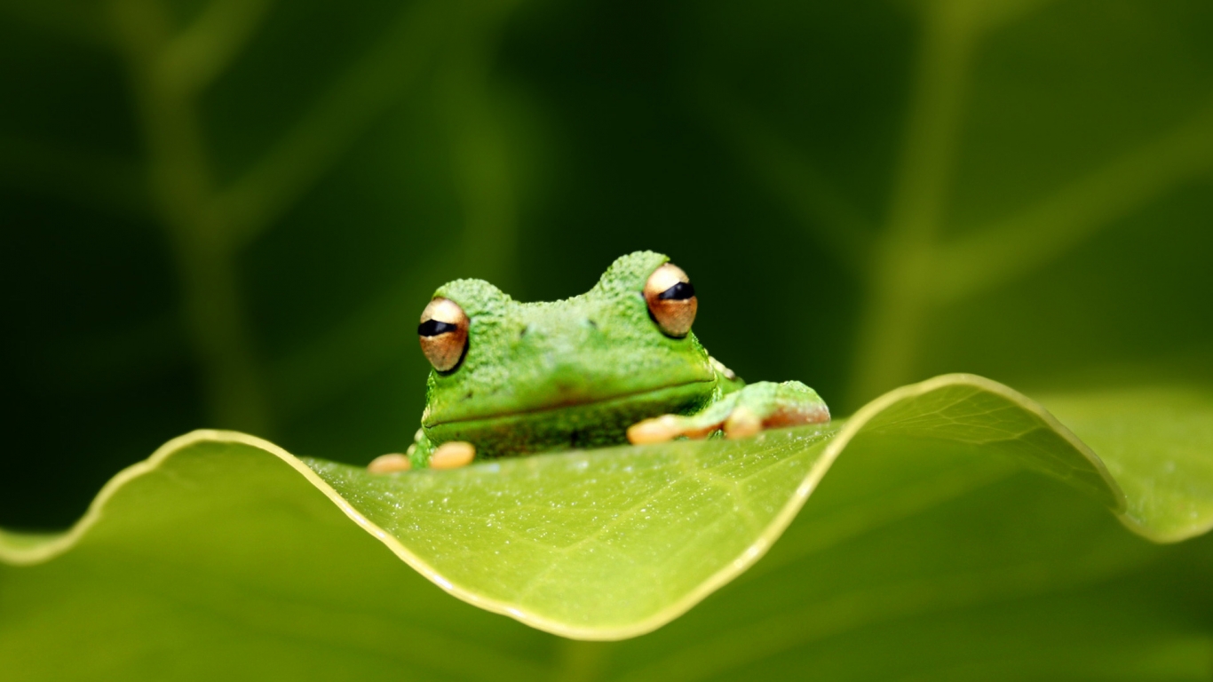 Cute Green Frog for 1366 x 768 HDTV resolution